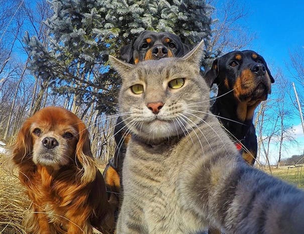 Tři psi a kočka pózují pro selfie