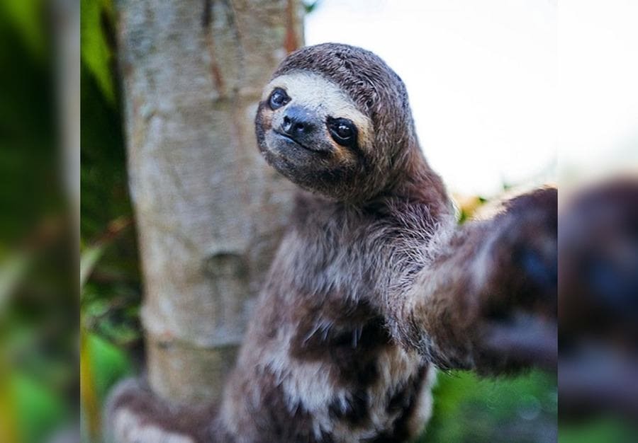 Lenochod si pořizuje selfie