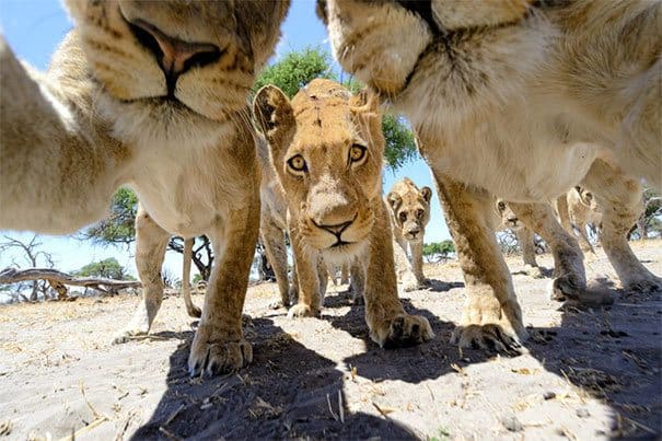 Lvi si pořizují selfie