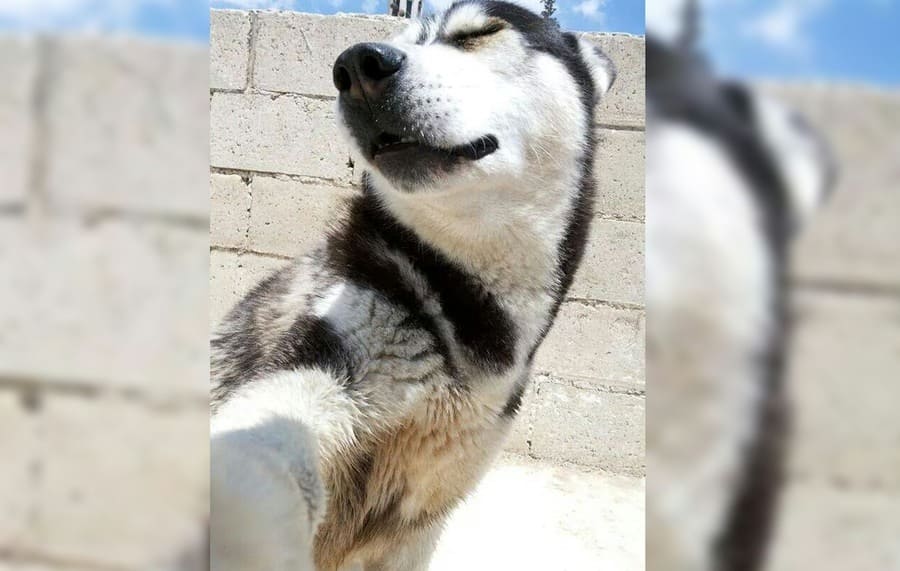 Husky si pořizuje selfie