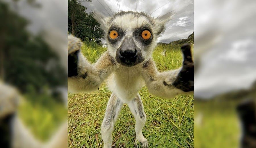 Lemur pózuje pro selfie