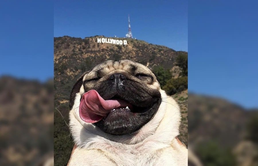 Mops pózuje pro selfie