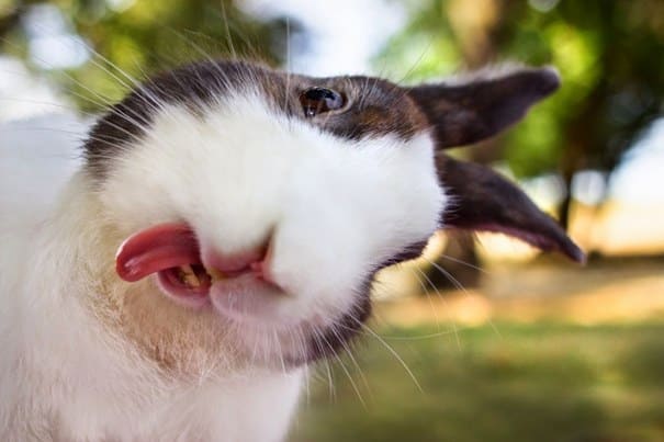 Zajíček si pořizuje selfie