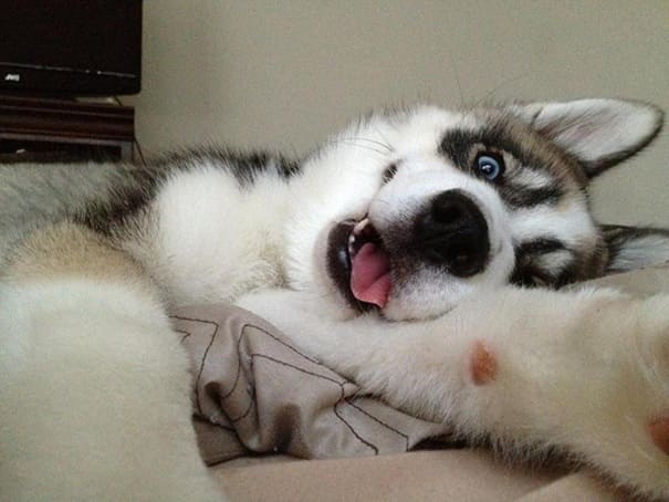 Husky si pořizuje selfie