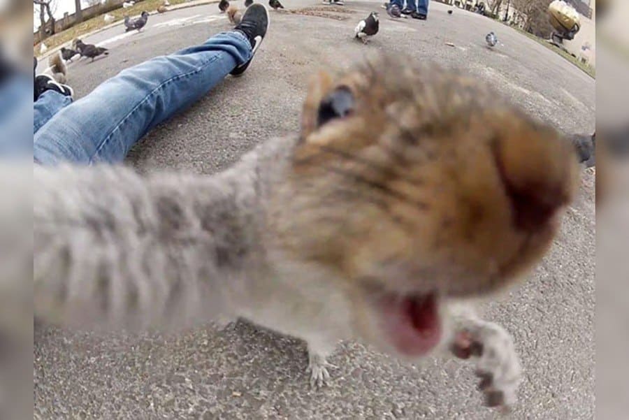 Veverka si pořizuje selfie