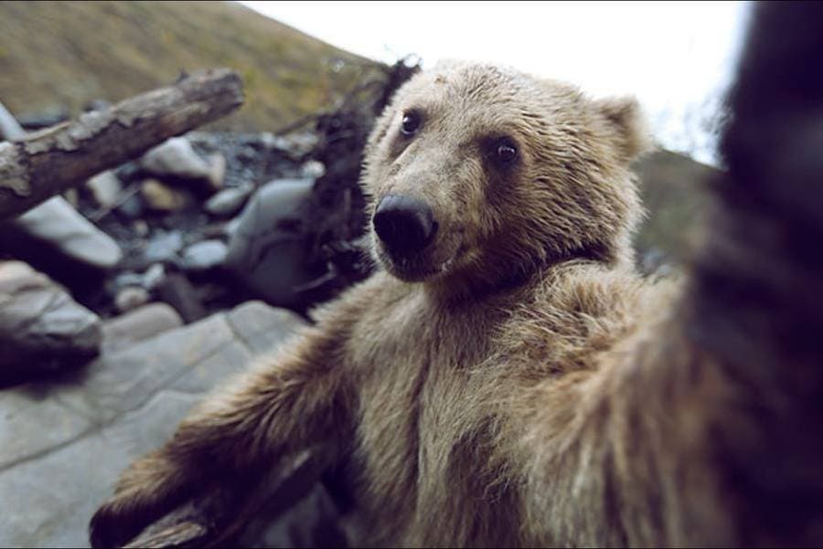 Medvěd si pořizuje selfie