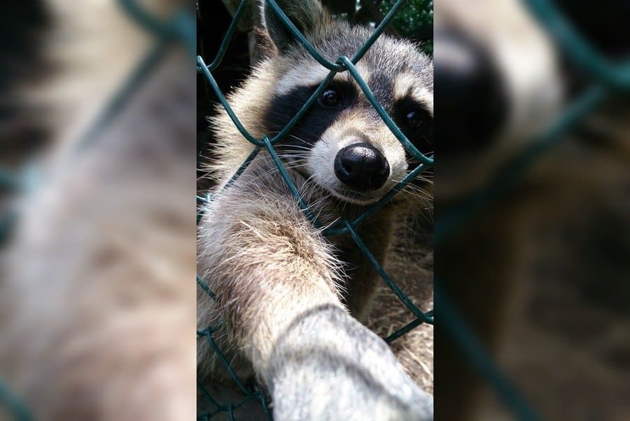 Mýval si dělá selfie