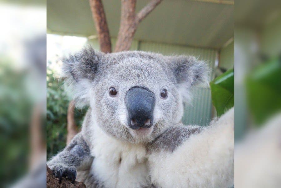 Koala si pořizuje selfie 