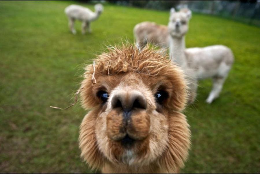 Alpaka si pořizuje selfie