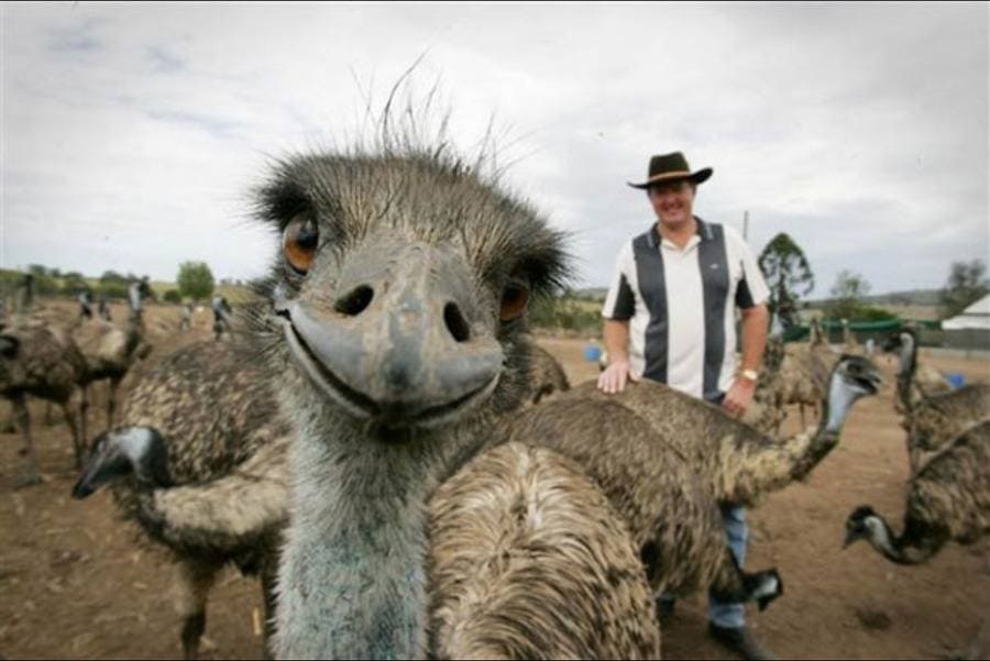 Emu si dělá selfie