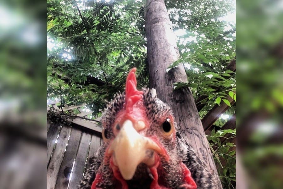 Kuře si pořizuje selfie