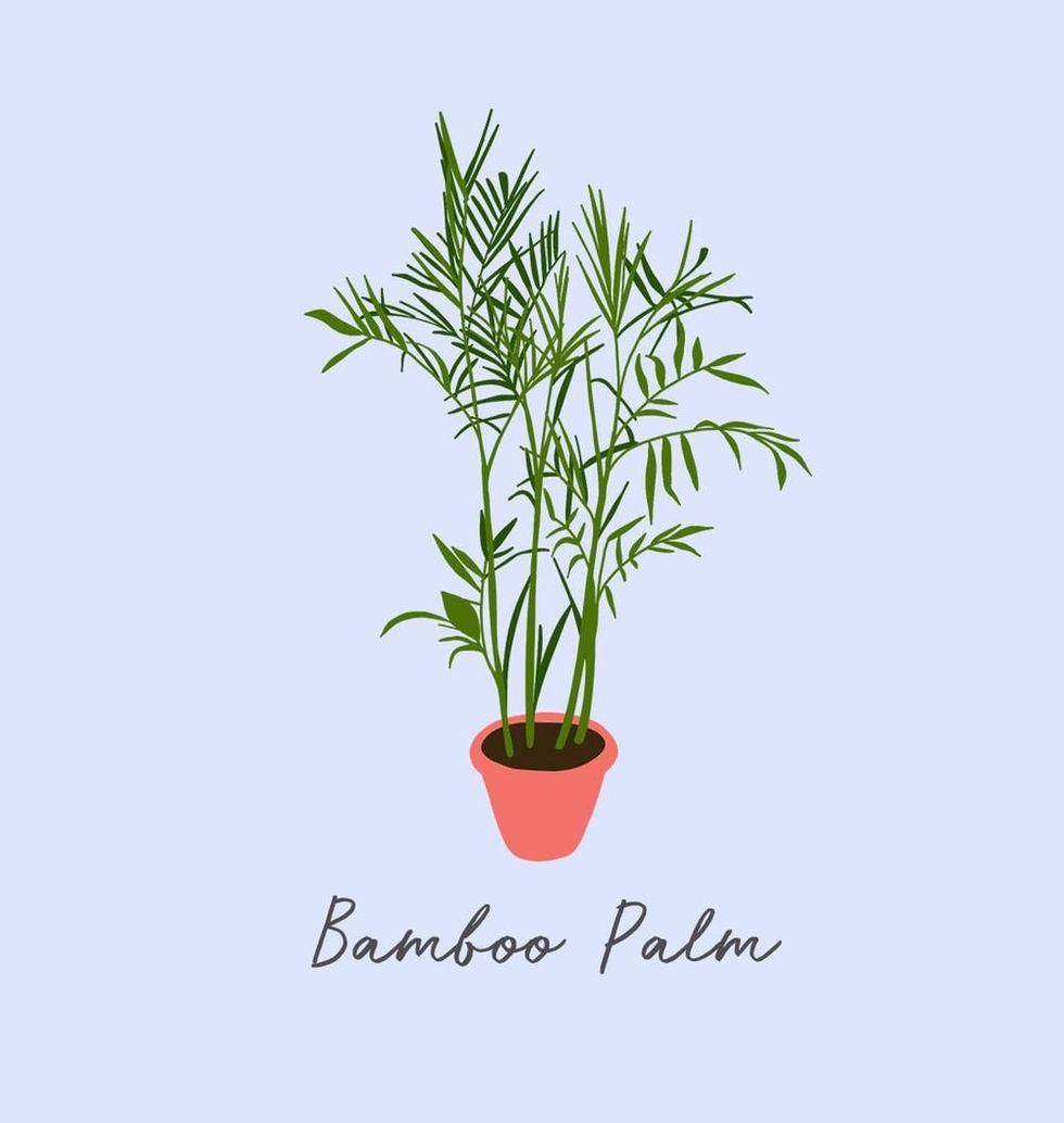 Bambusová palma