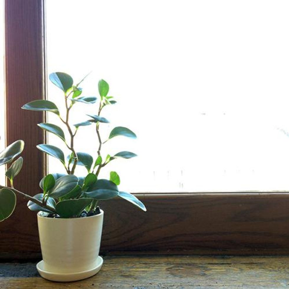 nejlepší pokojové rostliny pro čištění vzduchu baby gumovník