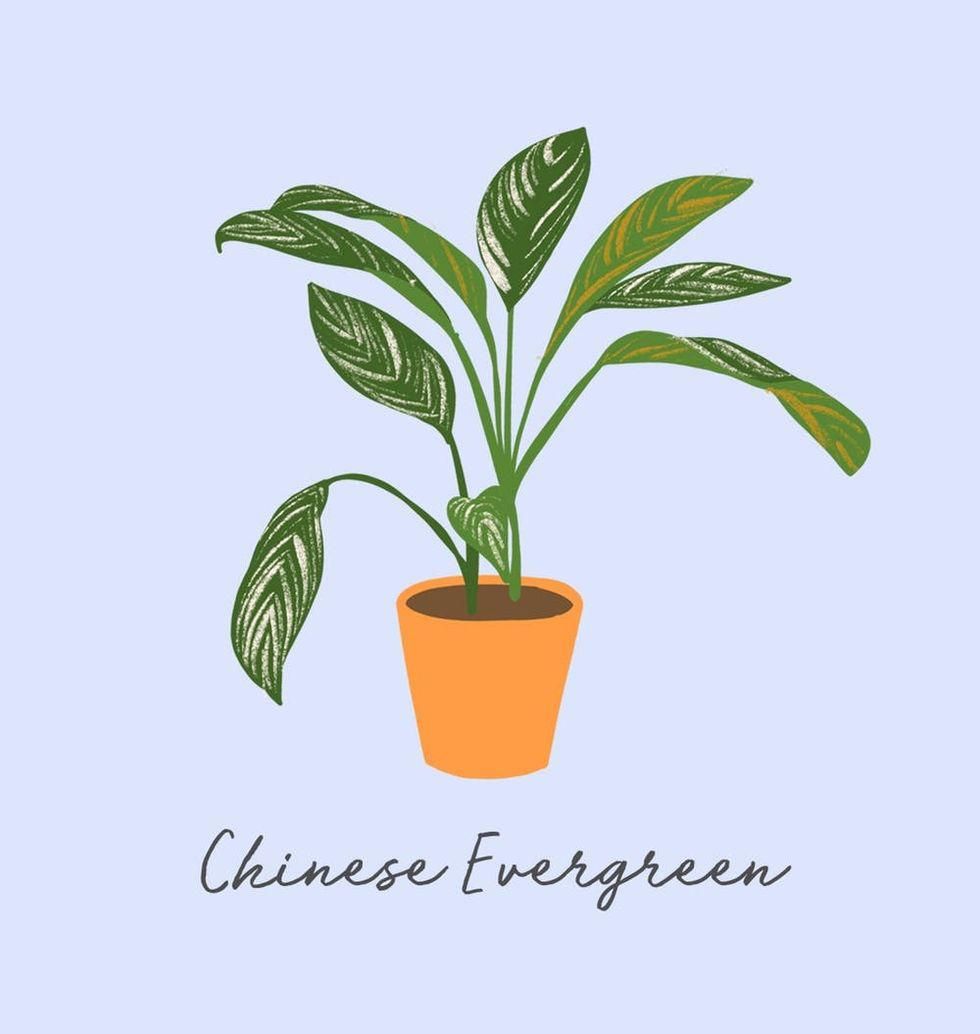 Čínský evergreen