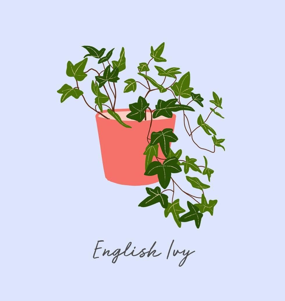 Anglická Ivy