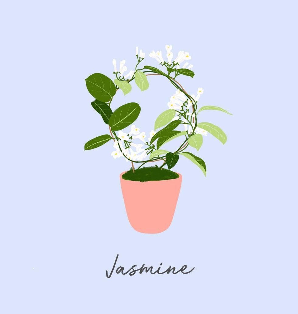 Jasmínová pokojová rostlina