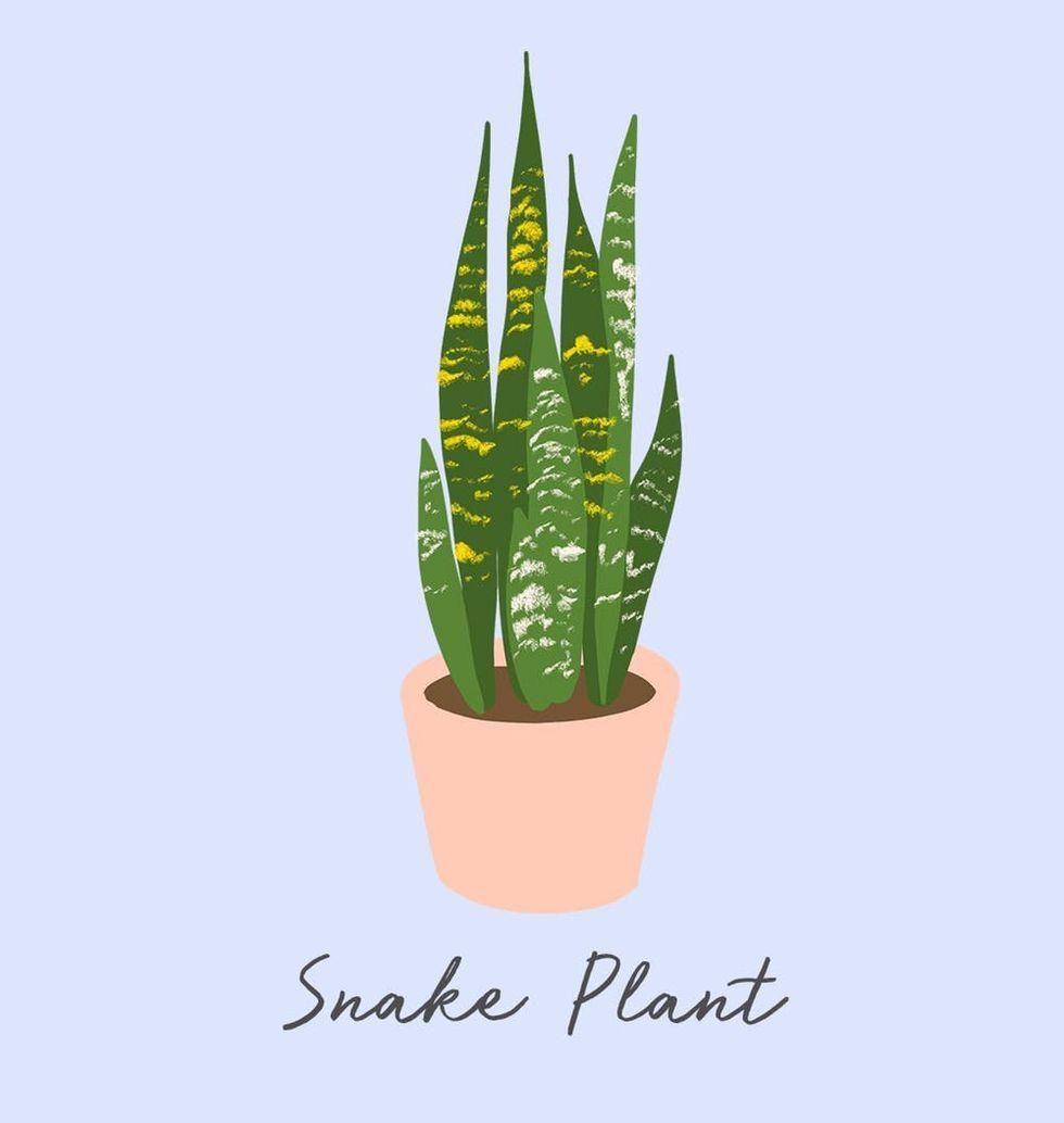 Hadí rostlina
