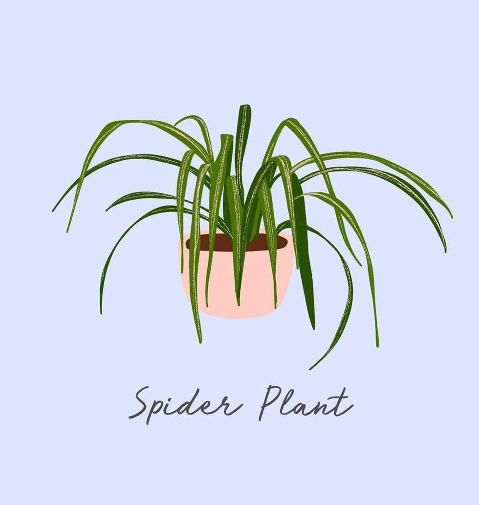 Pavoučí rostlina