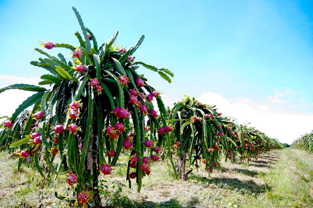 Pitahaya